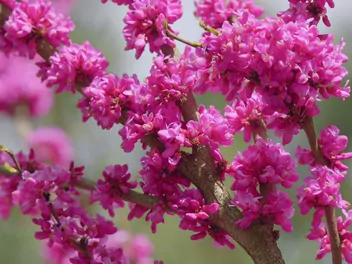 Judaszowiec południowy - zdjęcie 2