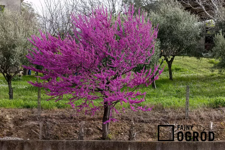 Judaszowiec południowy Judaszowiec południowy