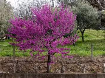 Judaszowiec południowy - zdjęcie 3