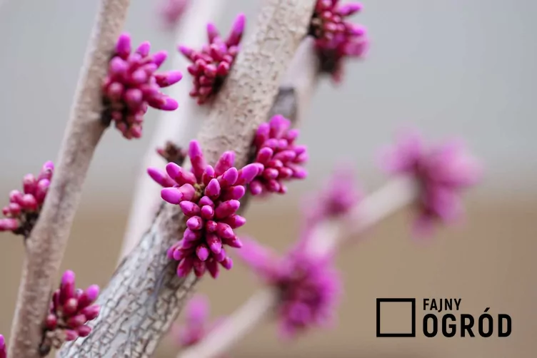 Judaszowiec południowy Judaszowiec południowy