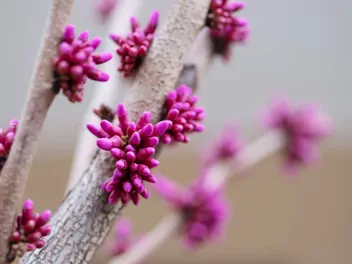 Judaszowiec południowy - zdjęcie 4