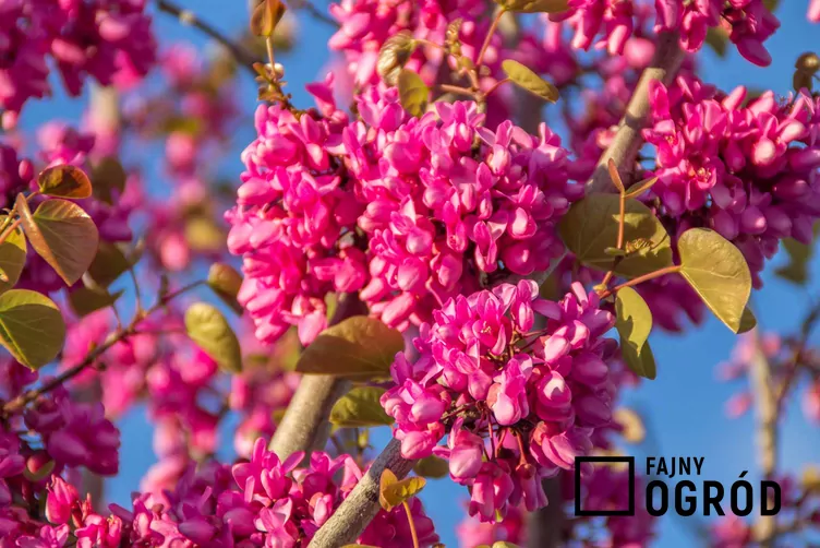 Judaszowiec południowy - zdjęcie 5 Judaszowiec południowy - zdjęcie 5