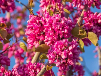 Judaszowiec południowy - zdjęcie 5