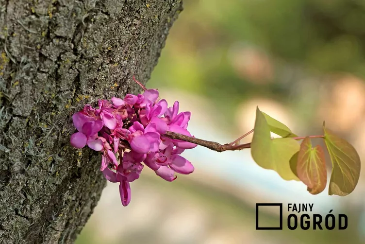 Judaszowiec południowy