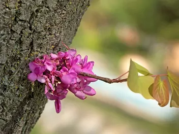 Zdjęcie ilustrujące judaszowiec południowy
