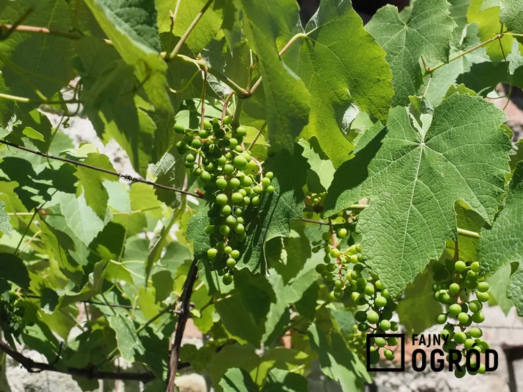 Winorośl właściwa