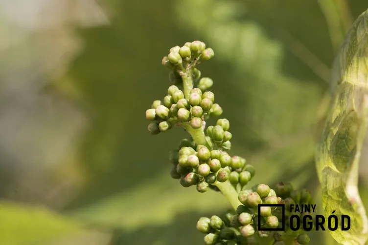 Winorośl właściwa