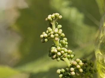 Winorośl właściwa - zdjęcie 4