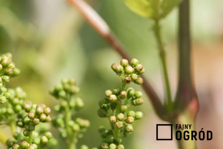 Winorośl właściwa - zdjęcie 5