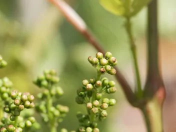 Winorośl właściwa - zdjęcie 5