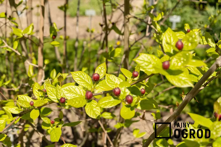 Kielichowiec chiński