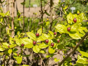 Kielichowiec chiński - zdjęcie 3