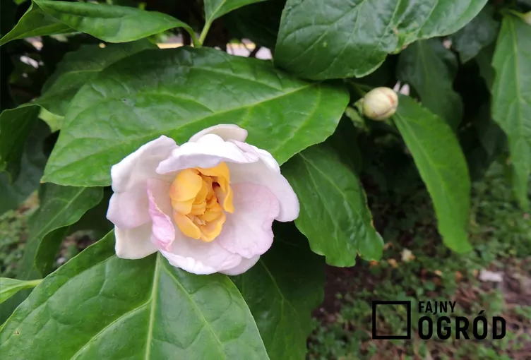 Kielichowiec chiński