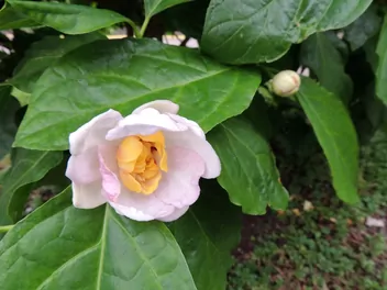 Kielichowiec chiński - zdjęcie 4