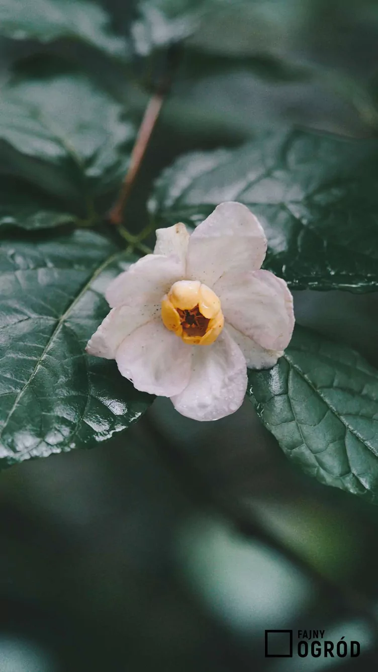 Kielichowiec chiński - zdjęcie 5