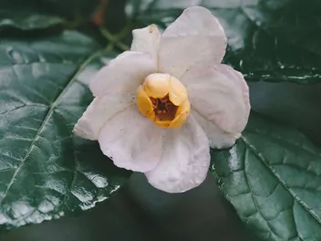 Kielichowiec chiński - zdjęcie 5