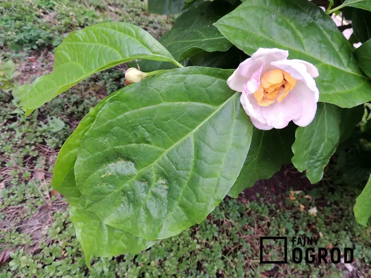 Kielichowiec chiński