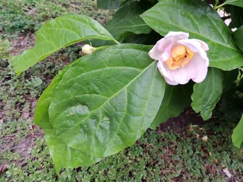 Ilustracja rośliny kielichowiec chiński