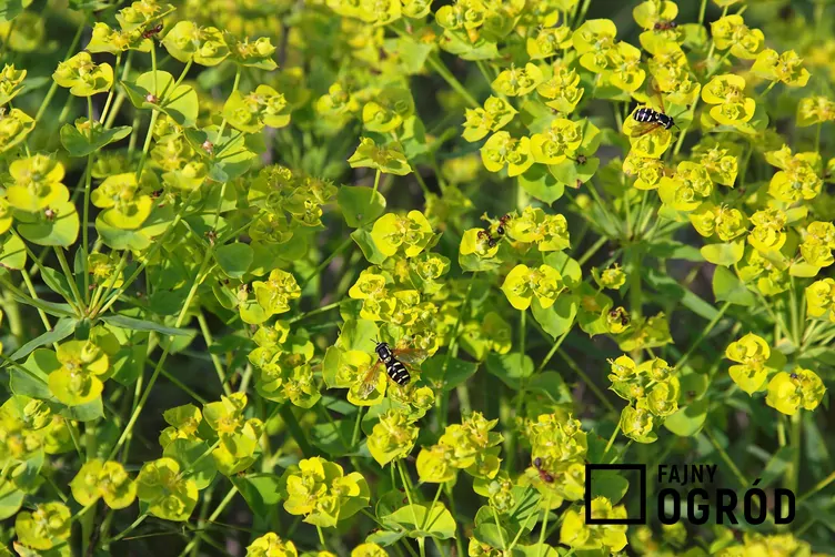 Wilczomlecz lancetowaty