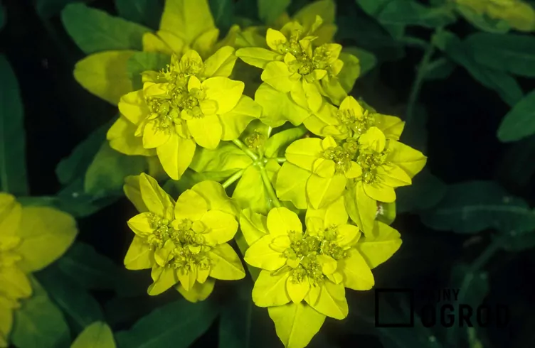 Ostromlecz lancetowaty