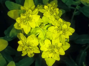 Wilczomlecz lancetowaty - zdjęcie 2