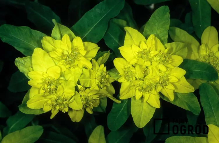 Wilczomlecz lancetowaty