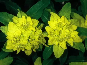 Wilczomlecz lancetowaty - zdjęcie 3