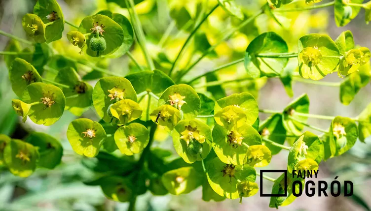 Wilczomlecz lancetowaty