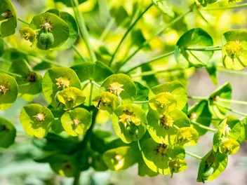 Wilczomlecz lancetowaty - zdjęcie 4