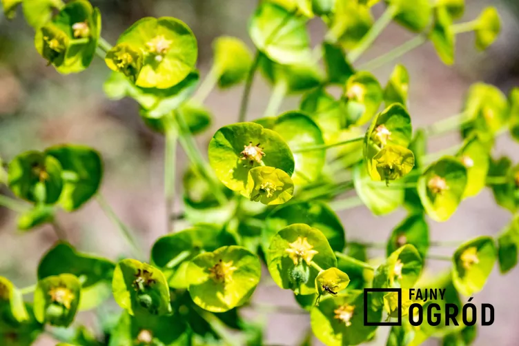 Wilczomlecz lancetowaty - zdjęcie 5