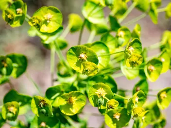 Wilczomlecz lancetowaty - zdjęcie 5