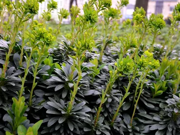 Ilustracja rośliny wilczomlecz migdałolistny