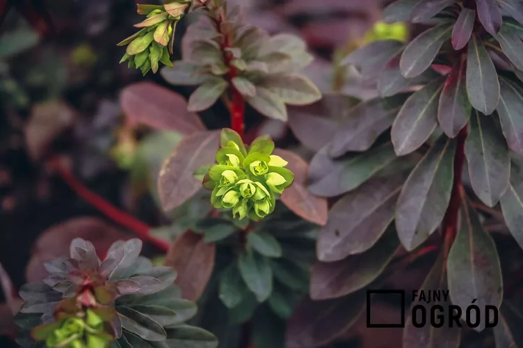 Wilczomlecz migdałolistny