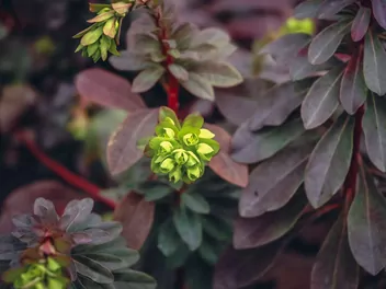 Wilczomlecz migdałolistny - zdjęcie 2