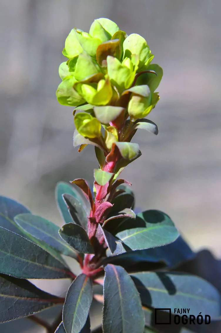 Wilczomlecz migdałolistny