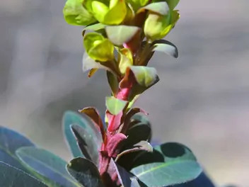 Wilczomlecz migdałolistny - zdjęcie 3