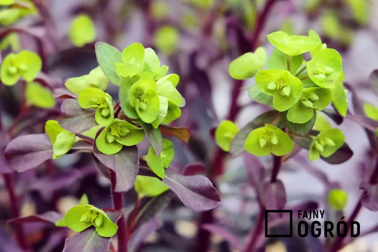 Wilczomlecz migdałolistny