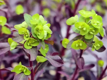 Wilczomlecz migdałolistny - zdjęcie 4