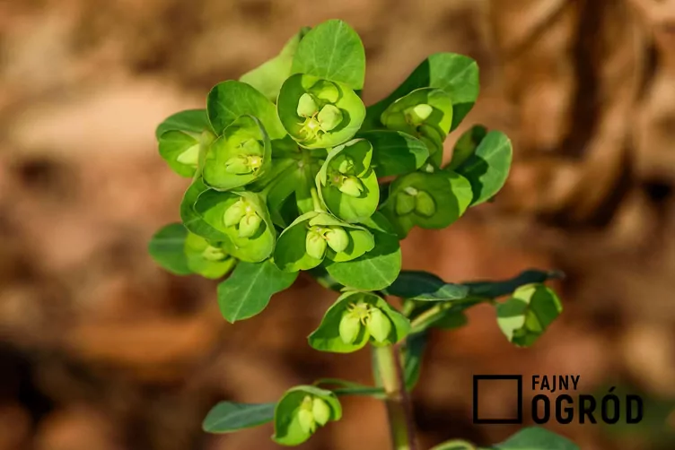 Wilczomlecz migdałolistny - zdjęcie 5