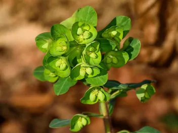 Wilczomlecz migdałolistny - zdjęcie 5