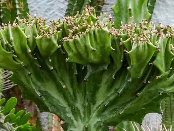 Zdjęcie ilustrujące wilczomlecz mleczny