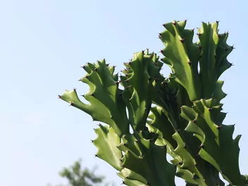 Wilczomlecz mleczny - zdjęcie 2