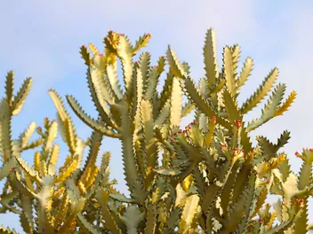 Wilczomlecz mleczny - zdjęcie 3