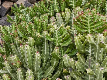 Wilczomlecz mleczny - zdjęcie 4