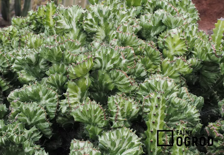 Wilczomlecz mleczny - zdjęcie 5