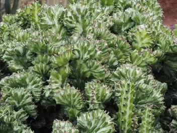 Wilczomlecz mleczny - zdjęcie 5