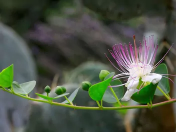 Kapary cierniste - zdjęcie 2