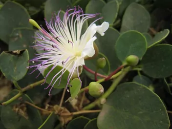 Kapary cierniste - zdjęcie 3