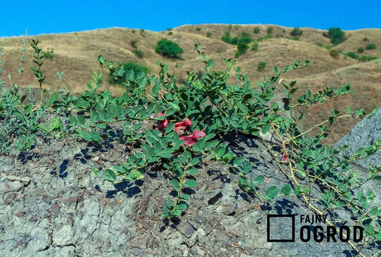 Kapary cierniste - zdjęcie 5