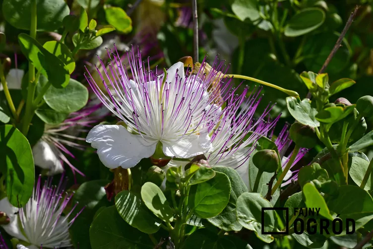 kapar-1 Kapary cierniste